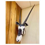 Large Genuine African Oryx Taxidermy Mount