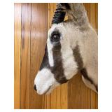 Large Genuine African Oryx Taxidermy Mount