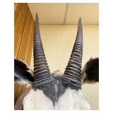 Large Genuine African Oryx Taxidermy Mount
