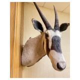 Large Genuine African Oryx Taxidermy Mount