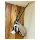 Large Genuine African Oryx Taxidermy Mount