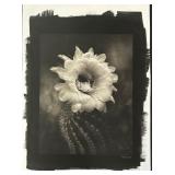 Cactus Flower Artist’s Print by Cy DeCosse