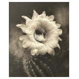 Cactus Flower Artist’s Print by Cy DeCosse
