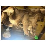 Deer Hide