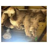 Deer Hide