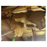 Deer Hide