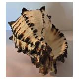 Natural Seashell and Nautical Decor