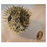 Natural Seashell and Nautical Decor