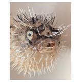 Taxidermy Hanging Puffer Fish