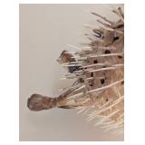 Taxidermy Hanging Puffer Fish