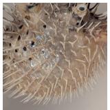 Taxidermy Hanging Puffer Fish