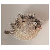 Taxidermy Hanging Puffer Fish