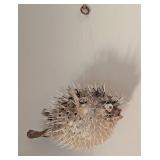 Taxidermy Hanging Puffer Fish