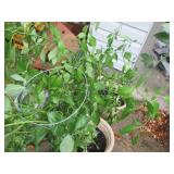 (2) Large 3+ foot tall ghost pepper...