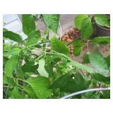 (2) Large 3+ foot tall ghost pepper...
