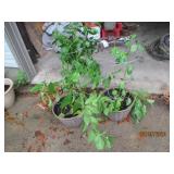 (2) Large 3+ foot tall ghost pepper...