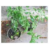 (2) Large 3+ foot tall ghost pepper...
