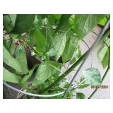 (2) Large 3+ foot tall ghost pepper...