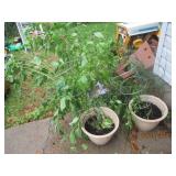 (2) Large 3+ foot tall ghost pepper...