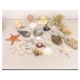 Large Basket of Unique Shells, Corals, Fossils, etc.