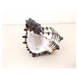 Large Basket of Unique Shells, Corals, Fossils, etc.