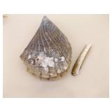 Large Basket of Unique Shells, Corals, Fossils, etc.
