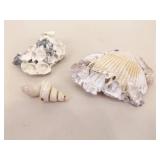 Large Basket of Unique Shells, Corals, Fossils, etc.