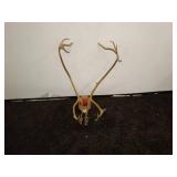 Mounted Caribou Antlers