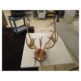 Mounted Caribou Antlers
