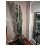 Euphorbia Ingens Cactuses Tree