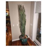 Euphorbia Ingens Cactuses Tree