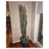 Euphorbia Ingens Cactuses Tree