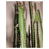 Euphorbia Ingens Cactuses Tree