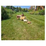 Folksy Iron Billy Goats