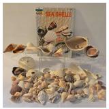 Beachy Seashell Collection