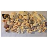 Beachy Seashell Collection