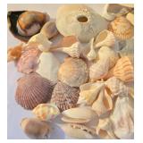 Beachy Seashell Collection
