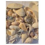 Beachy Seashell Collection