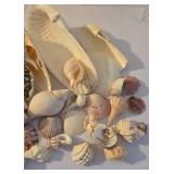 Beachy Seashell Collection
