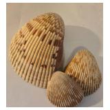 Beachy Seashell Collection