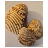 Beachy Seashell Collection