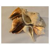 Beachy Seashell Collection