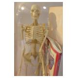 Pair of Vintage "The Bones Book" & Skeleton Sets