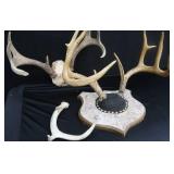 DEER HORN MOUNTS