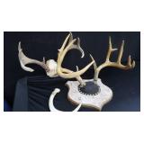 DEER HORN MOUNTS
