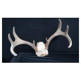 DEER HORN MOUNTS