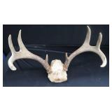 DEER HORN MOUNTS