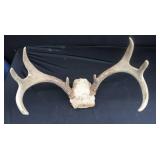 DEER HORN MOUNTS