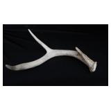 DEER HORN MOUNTS