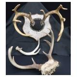 DEER HORN MOUNTS